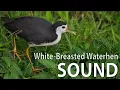 Download Lagu White-Breasted Waterhen Sound