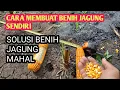 Download Lagu cara membuat benih jagung unggul sendiri ternyata mudah  dan murah
