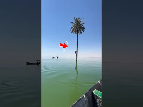 समुंदर के बीच खड़ा ये पेड़ कैसे जिंदा है 😲 #tree