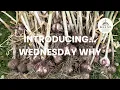 Why We Started Keene Garlic Growing Organic Garlic Success