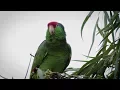 Red-Crowned Parrots in Texas