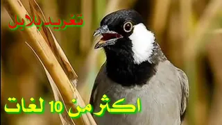     تغرید بلبل تمر ارجو الاشتراک    ولایک       خورما خۆرە بلبلی خورما دندنها