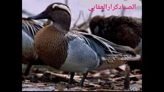صوت الحذاف الصيفي الشرشير  لعيون المتابعين لاتنسة الشتراك ولايك    دندنها