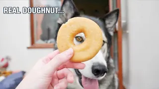My Husky Beat These Viral Challenges Like A Boss!