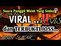 Download Lagu Suara Panggil Walet Yang Sedang VIRAL ‼️dan Terbukti Joss SP TARIK SENJA by Andi Sufar