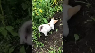 Пришла пора копать картошку наш Антошка на картошке 