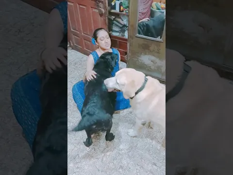 Coco🦮 gets very jealous👿, as Mum cuddles Angel🐩. #shorts #funnydogs #crazycoco #viralshorts #viral