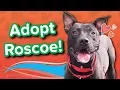 Adopt Roscoe Pitty Mix Adoptable Featurette