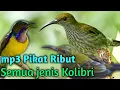 Download Lagu Audio Pikat Ribut untuk Semua Jenis Kolibri ( Manggar, Sogok Ontong, Pijantung, KoNin)