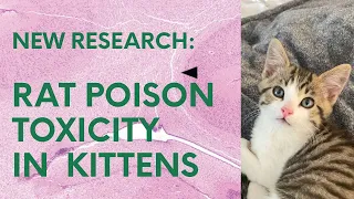 Bromethalin Toxicity in Kittens: New Research Finding