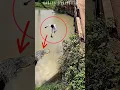 GAWAT..!! NEKAD NYEBUR WALAUPUN ADA ALLIGATOR BESAR #ama#scary #trending