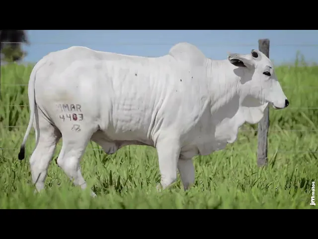 Novilha Nelore MMAR - 4403