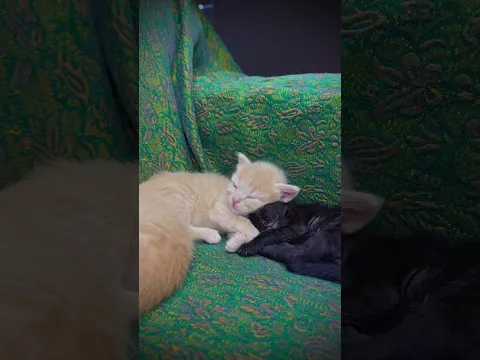 أحلام سعيدة يا قططنا الصغيرة 😴💛