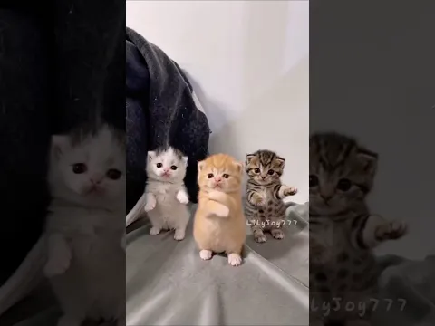 baby kitten: i wasn't ready 😂