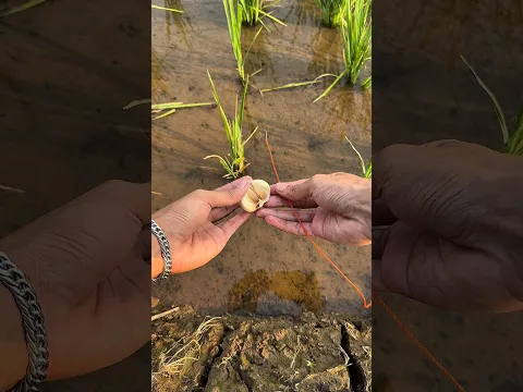 Mancing belut babon menggunakan umpan bawang putih