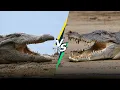 Saltwater Crocodile vs Nile Crocodile A Comparison of Two Apex Predators