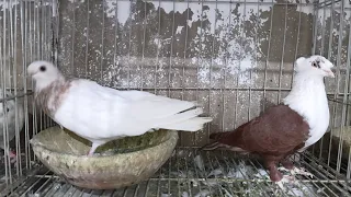                                                                                            دندنها
