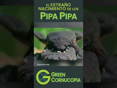 El EXTRAÑO Nacimiento del SAPO de SURINAM 🐸 #shorts #animales