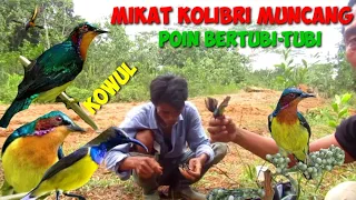 Download mikat kolibri muncang/kowul poinnya bertubi-tubi pakesuara mp3. cara mikat burung kolobri MP3