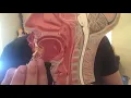Digestive System Oral Cavity