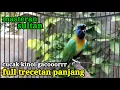 Download Lagu masteran cucak kinoi full crecetan panjang