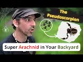 Download Lagu Pseudoscorpions are Found EVERYWHERE!