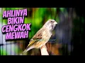 Download Lagu MASTERAN BLACKTHROAT GACOR DURASI PANJANG BUAT KENARI PAUD RAJIN BUNYI CENGKOK MEWAH JAWARA