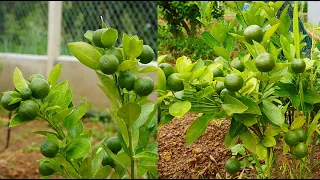 Trồng tắc chua trong vườn nhà quê | Growing sour kumquat in the country garden