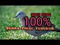 Download Lagu Suara pikat durasi pendek cepat download @amanguklik88