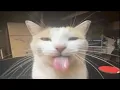 Silly Cat GIFs but with funny sound effects
