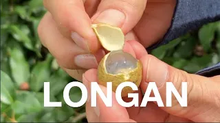 LONGAN DE COSTA RICA