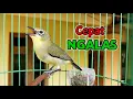 Download Lagu Pleci NGALAS roept nog een Pleci op