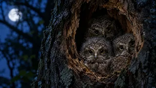 The Woodpecker’s Nest A New Life for the Tawny Owl #wildlife #naturedocumentary #wild #birds