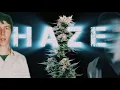 The Haze Cannabis Strain Nevil The Skunkman Retro Tech