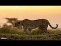 Symphony of cats - SafariLIVE Sunrise