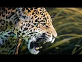 Lagu JAGUARS: The King Predators Of The Jungle | 4K