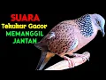 Lagu Suara Burung Tekukur Gacor Memanggil Lawan Langsung Nyaut Bunyi 