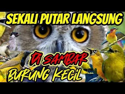 Download MP3 suara pikat semua jenis burung kecil paling ampuh. sekali putar langsung ngumpul