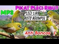Download Lagu Mp3 Suara Pikat Pleci Ribut Ampuh Anti zonkk‼️Suara Ribut Memanggil Kawanan Pleci Liar