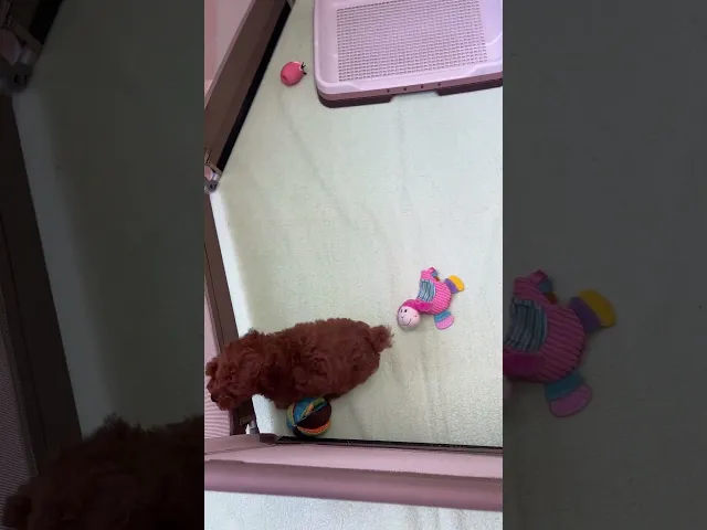 動画