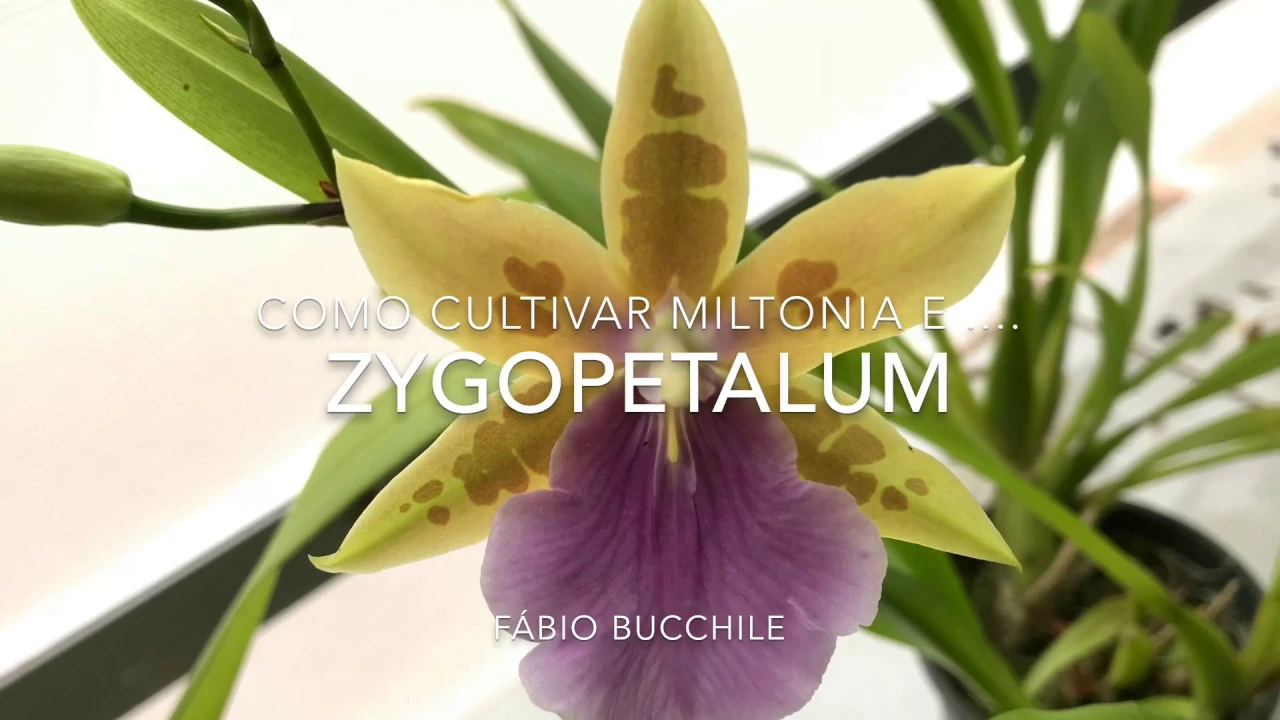 COMO CULTIVAR ORQUÍDEA DO GÊNERO MILTONIA E ZYGOPETALUM?