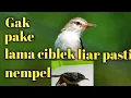 Download Lagu Suara pikat burung ciblek sawah🔴prenjak sawah