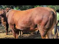 Download Lagu 18 juta !! Limousin Harga Murah !! Harga Turun Bakule Pusing !! Pasar Sapi Jatirogo