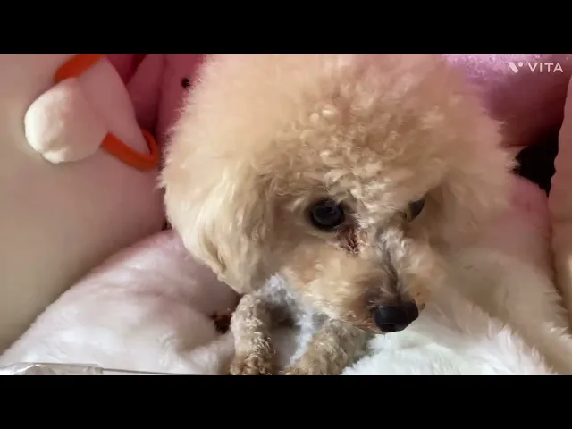 動画