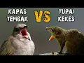 Download Lagu KOMBINASI KAPAS TEMBAK vs TUPAI KEKES MASTERAN JERNIH