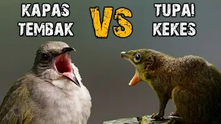 Download KOMBINASI KAPAS TEMBAK vs TUPAI KEKES MASTERAN JERNIH MP3