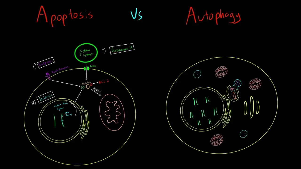 Apoptosis vs Autophagy EVERYTHING YOU NEED TO KNOW CELLULAR BIOLOGY MCAT
