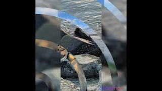 يا غافر الذنب العظيم نشيد رائع 