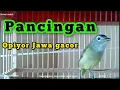 Download Lagu opior jawa atau cak gentong sedang emosi..!! mantap pas buat pancingan