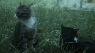 erika i dont know slowed tiktok version